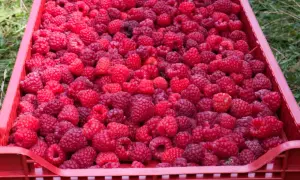 Ile kosztują maliny na skupie? Ceny, które mogą cię zaskoczyć