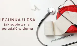 Skuteczne domowe sposoby na rozwolnienie u psa – co dać psu?