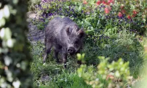 Ile kosztuje dzik w skupie? Sprawdź ceny i uniknij strat