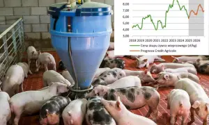 Po ile świnie w skupie? Sprawdź, jak uniknąć strat przy sprzedaży