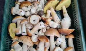 Po ile grzyby na skupie? Sprawdź aktualne ceny i zarobki