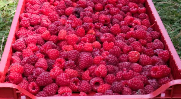 Ile kosztują maliny na skupie? Ceny, które mogą cię zaskoczyć