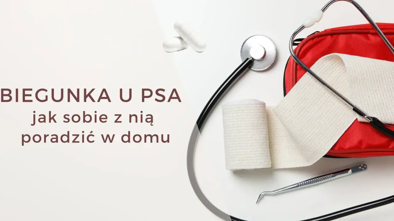 Skuteczne domowe sposoby na rozwolnienie u psa – co dać psu?